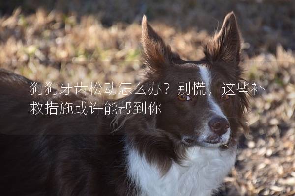狗狗牙齿松动怎么办？别慌，这些补救措施或许能帮到你