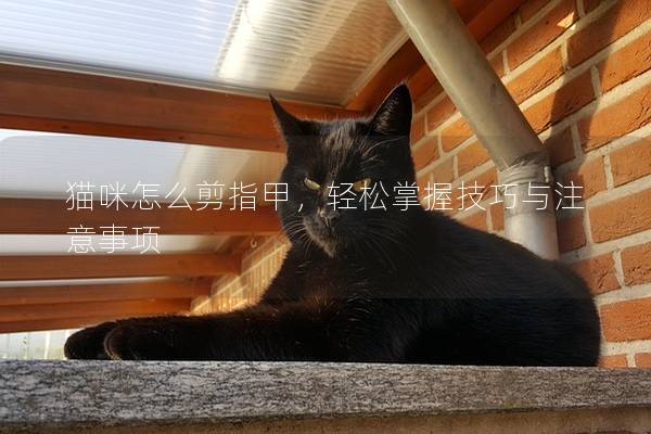 猫咪怎么剪指甲，轻松掌握技巧与注意事项