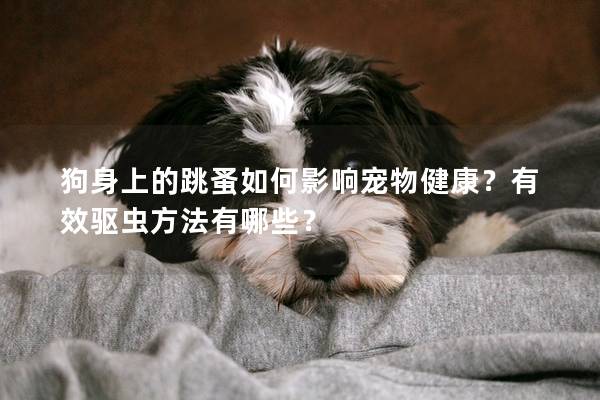 狗身上的跳蚤如何影响宠物健康？有效驱虫方法有哪些？