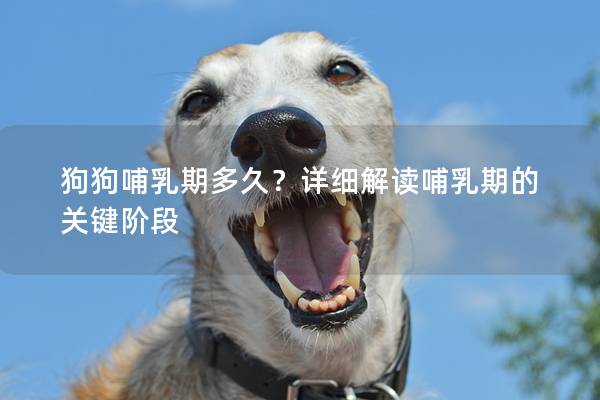 狗狗哺乳期多久？详细解读哺乳期的关键阶段
