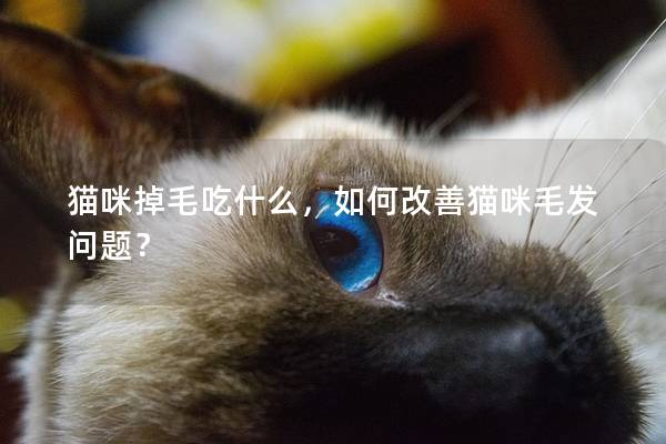 猫咪掉毛吃什么，如何改善猫咪毛发问题？