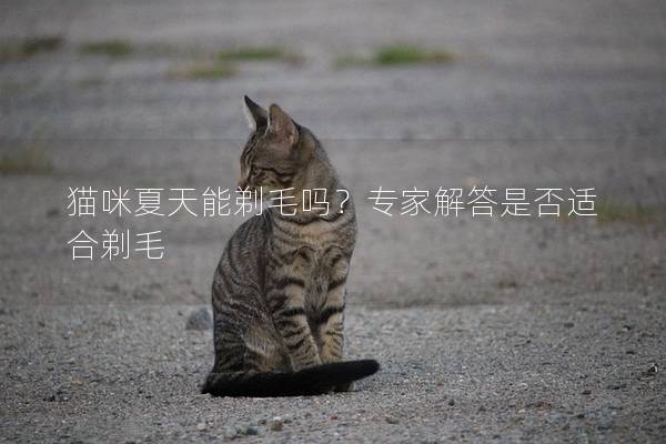 猫咪夏天能剃毛吗？专家解答是否适合剃毛