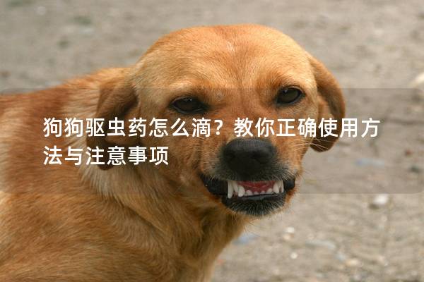 狗狗驱虫药怎么滴？教你正确使用方法与注意事项