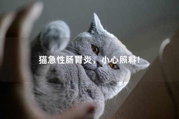 猫急性肠胃炎，小心照料!