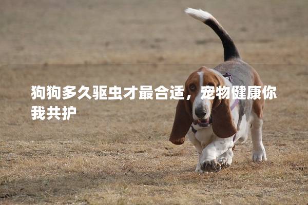 狗狗多久驱虫才最合适，宠物健康你我共护