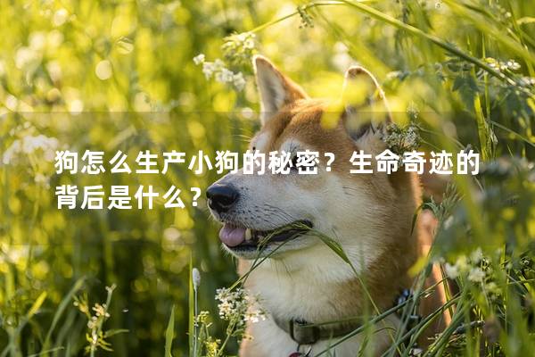 狗怎么生产小狗的秘密？生命奇迹的背后是什么？