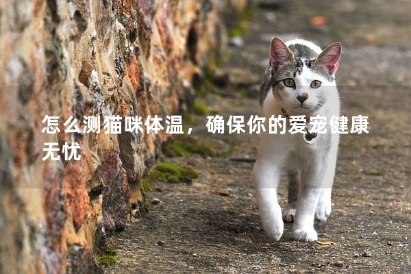怎么测猫咪体温，确保你的爱宠健康无忧