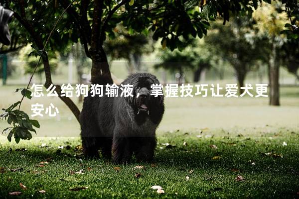 怎么给狗狗输液，掌握技巧让爱犬更安心
