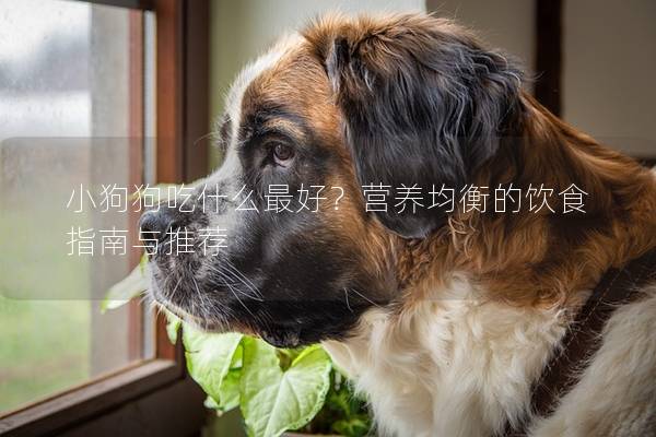 小狗狗吃什么最好？营养均衡的饮食指南与推荐