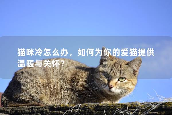 猫咪冷怎么办，如何为你的爱猫提供温暖与关怀？