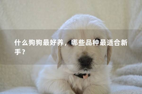 什么狗狗最好养，哪些品种最适合新手？