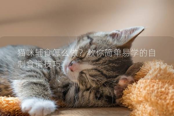 猫咪辅食怎么做？教你简单易学的自制食谱技巧