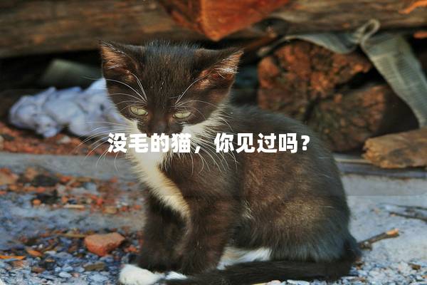 没毛的猫，你见过吗？