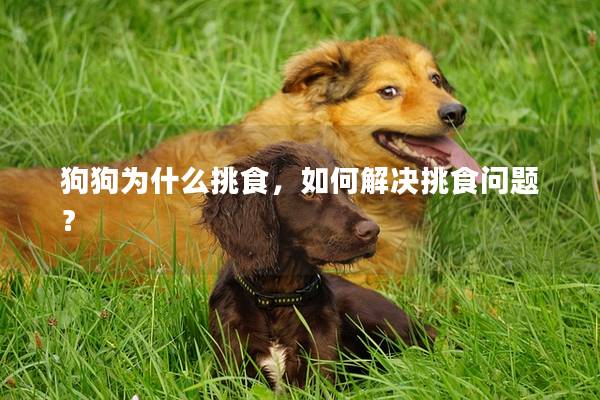 狗狗为什么挑食，如何解决挑食问题？