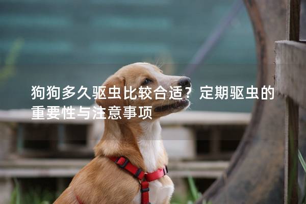 狗狗多久驱虫比较合适？定期驱虫的重要性与注意事项