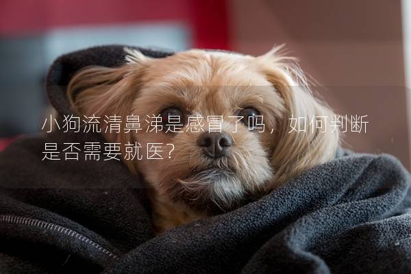 小狗流清鼻涕是感冒了吗，如何判断是否需要就医？