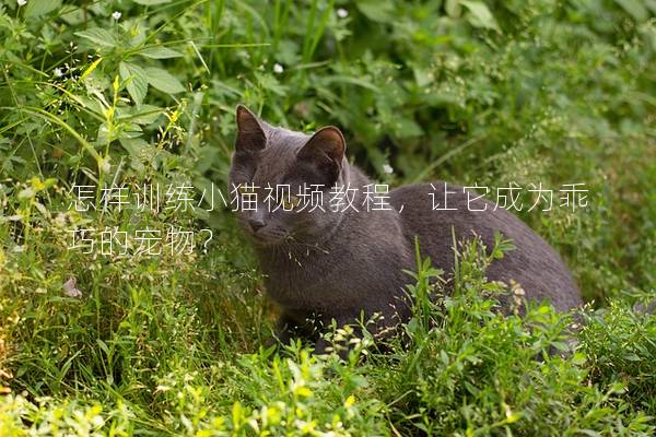 怎样训练小猫视频教程，让它成为乖巧的宠物？