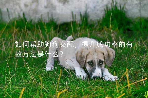 如何帮助狗狗交配，提升成功率的有效方法是什么？