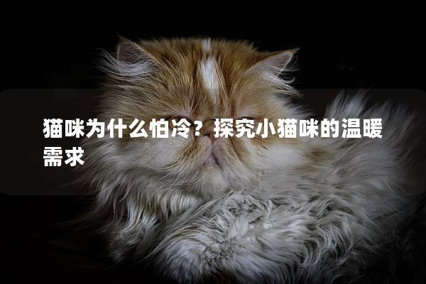 猫咪为什么怕冷？探究小猫咪的温暖需求