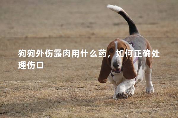 狗狗外伤露肉用什么药，如何正确处理伤口