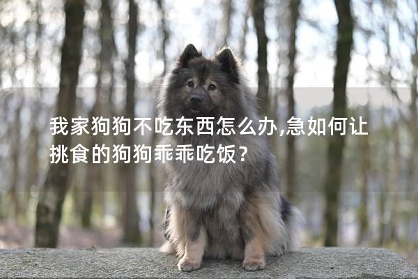 我家狗狗不吃东西怎么办,急如何让挑食的狗狗乖乖吃饭？