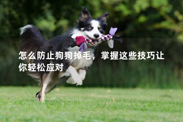 怎么防止狗狗掉毛，掌握这些技巧让你轻松应对