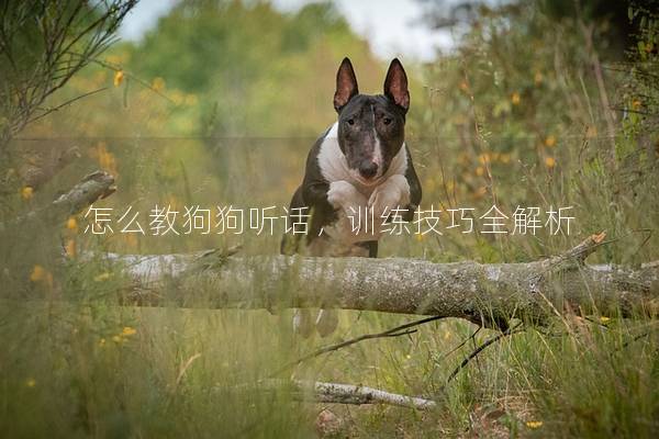 怎么教狗狗听话，训练技巧全解析