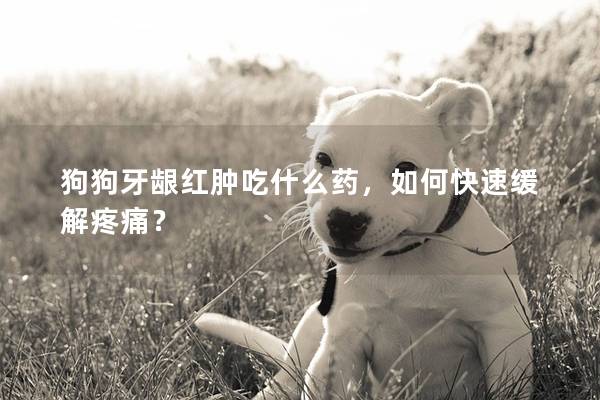 狗狗牙龈红肿吃什么药，如何快速缓解疼痛？