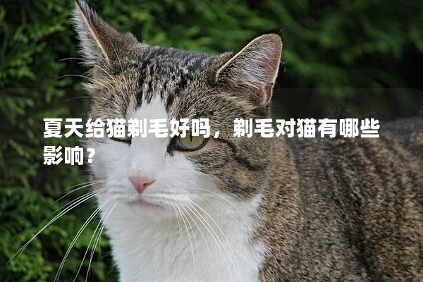 夏天给猫剃毛好吗，剃毛对猫有哪些影响？