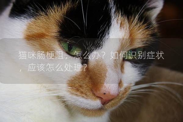 猫咪肠梗阻，怎么办？如何识别症状，应该怎么处理？