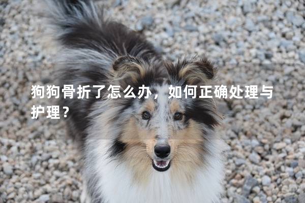 狗狗骨折了怎么办，如何正确处理与护理？