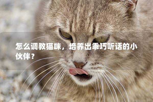 怎么调教猫咪，培养出乖巧听话的小伙伴？
