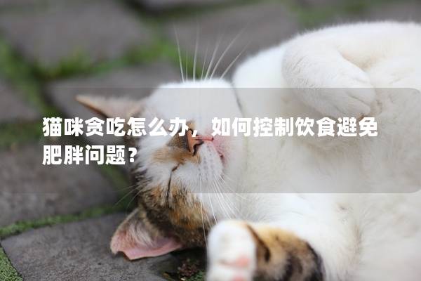 猫咪贪吃怎么办，如何控制饮食避免肥胖问题？