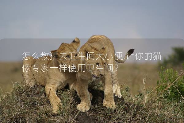 怎么教猫去卫生间大小便,让你的猫像专家一样使用卫生间？