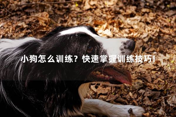 小狗怎么训练？快速掌握训练技巧!