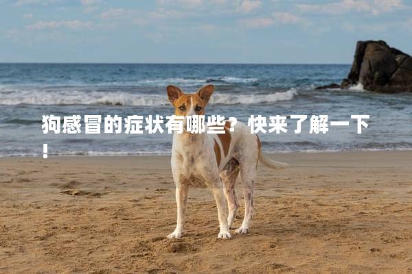 狗感冒的症状有哪些？快来了解一下!