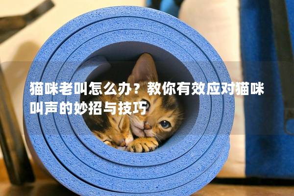 猫咪老叫怎么办？教你有效应对猫咪叫声的妙招与技巧