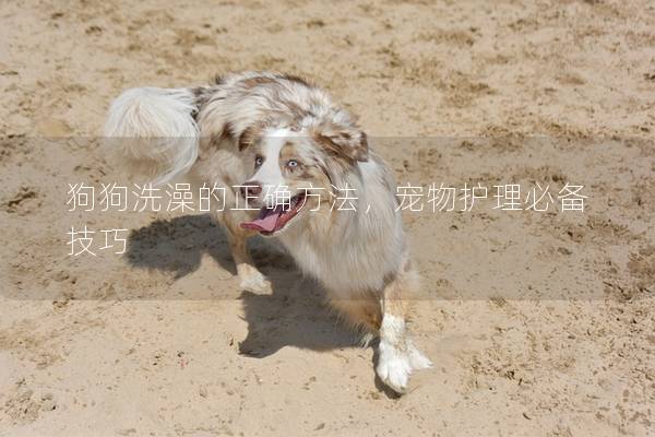 狗狗洗澡的正确方法，宠物护理必备技巧