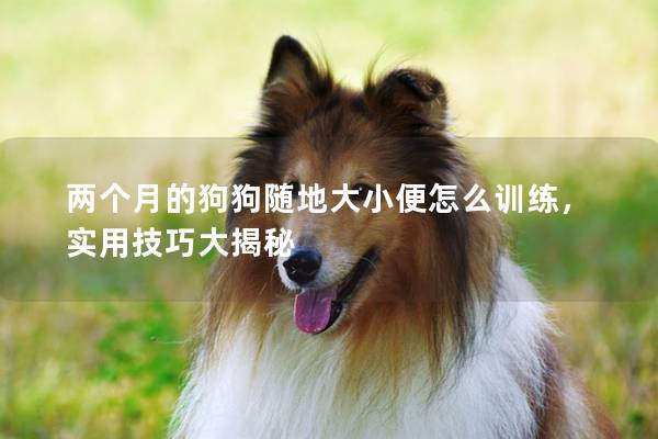 两个月的狗狗随地大小便怎么训练，实用技巧大揭秘