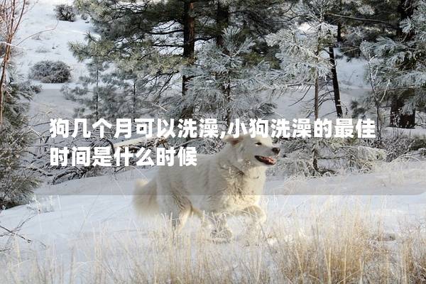 狗几个月可以洗澡,小狗洗澡的最佳时间是什么时候