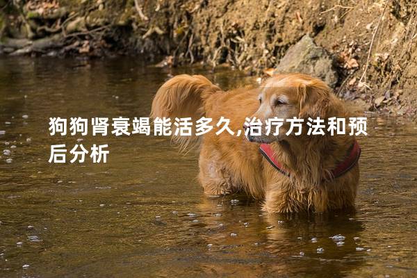 狗狗肾衰竭能活多久,治疗方法和预后分析