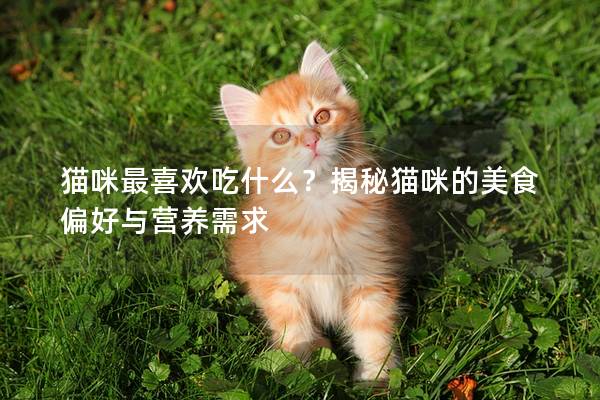 猫咪最喜欢吃什么？揭秘猫咪的美食偏好与营养需求