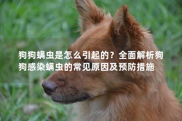狗狗螨虫是怎么引起的？全面解析狗狗感染螨虫的常见原因及预防措施