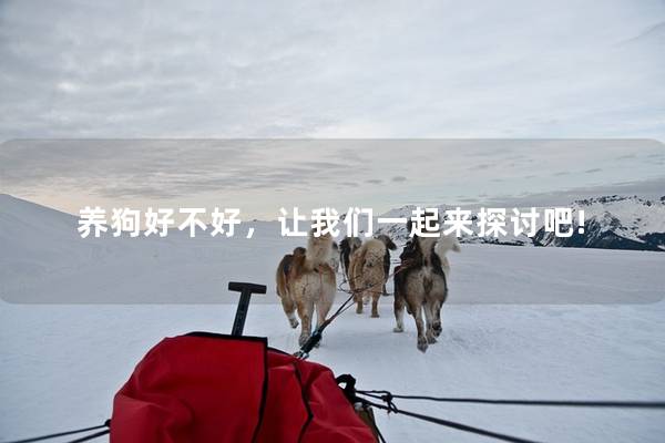 养狗好不好，让我们一起来探讨吧!