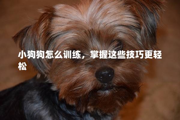 小狗狗怎么训练，掌握这些技巧更轻松