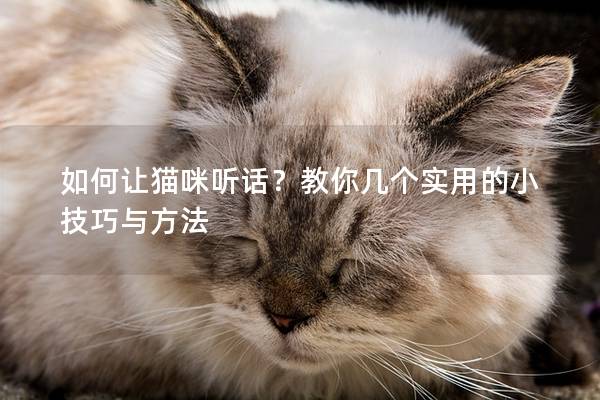 如何让猫咪听话？教你几个实用的小技巧与方法