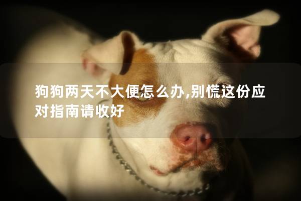 狗狗两天不大便怎么办,别慌这份应对指南请收好