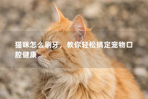 猫咪怎么刷牙，教你轻松搞定宠物口腔健康