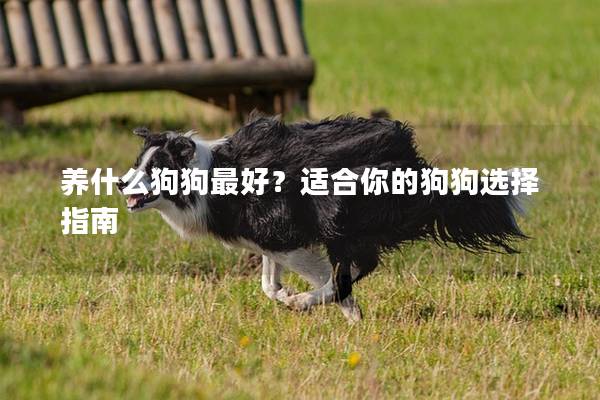 养什么狗狗最好？适合你的狗狗选择指南