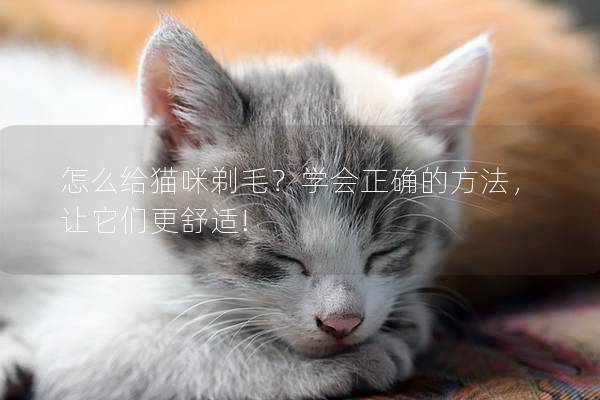 怎么给猫咪剃毛？学会正确的方法，让它们更舒适!